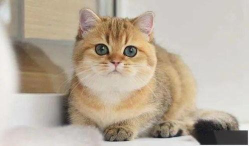 胖猫最新证据爆料是真的吗,真相揭晓，是真是假？